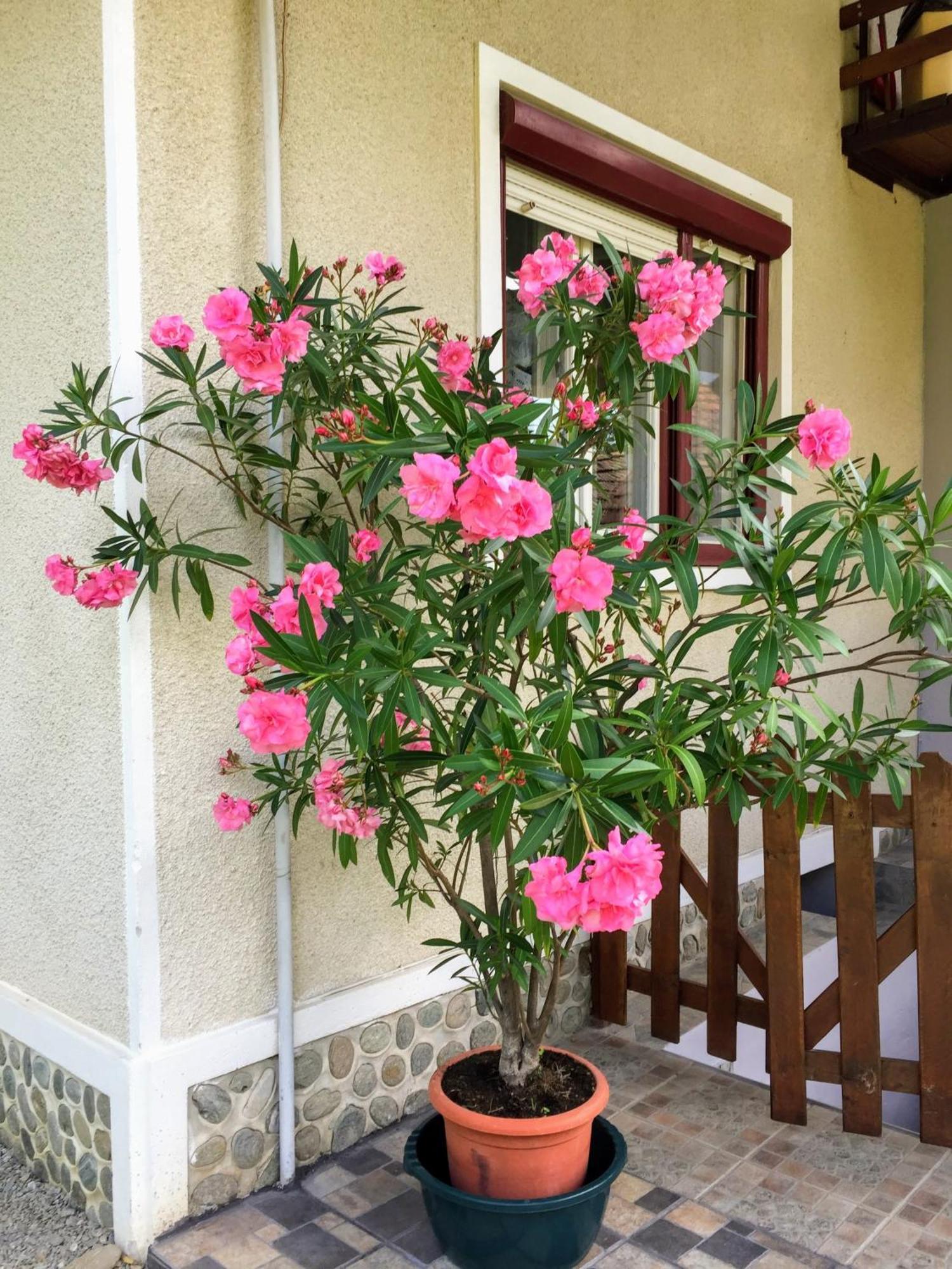 Hotel Casa Popa Cîrţişoara Esterno foto